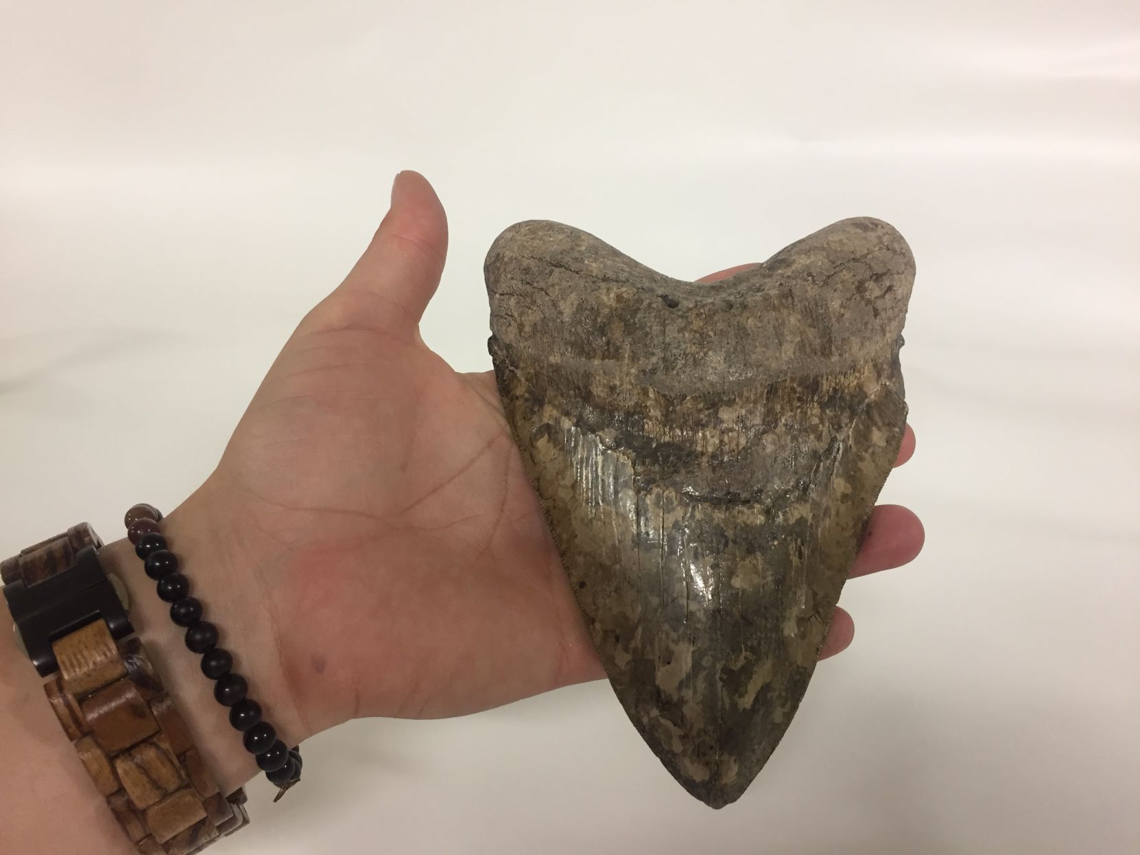 Megalodon tooth